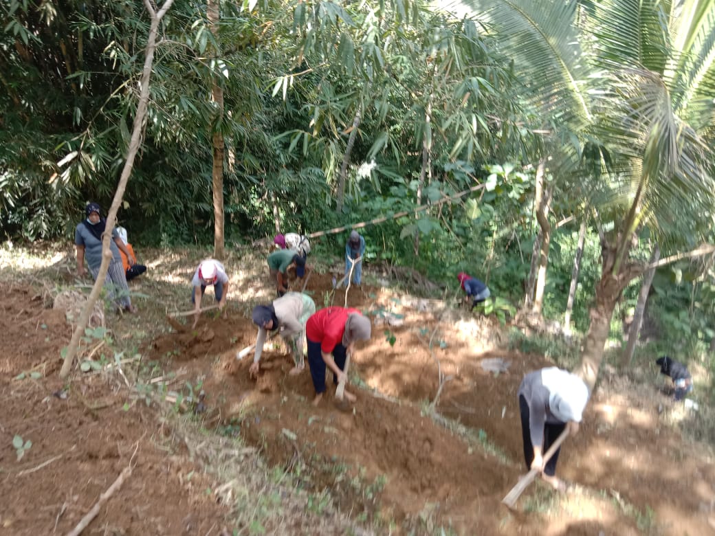 KWT Melati Gunung Rego Siapkan Lahan Jahe Merah